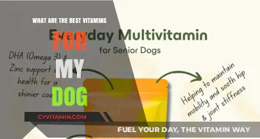 Essential Vitamins for Dogs: Boosting Your Pet's Health and Vitality