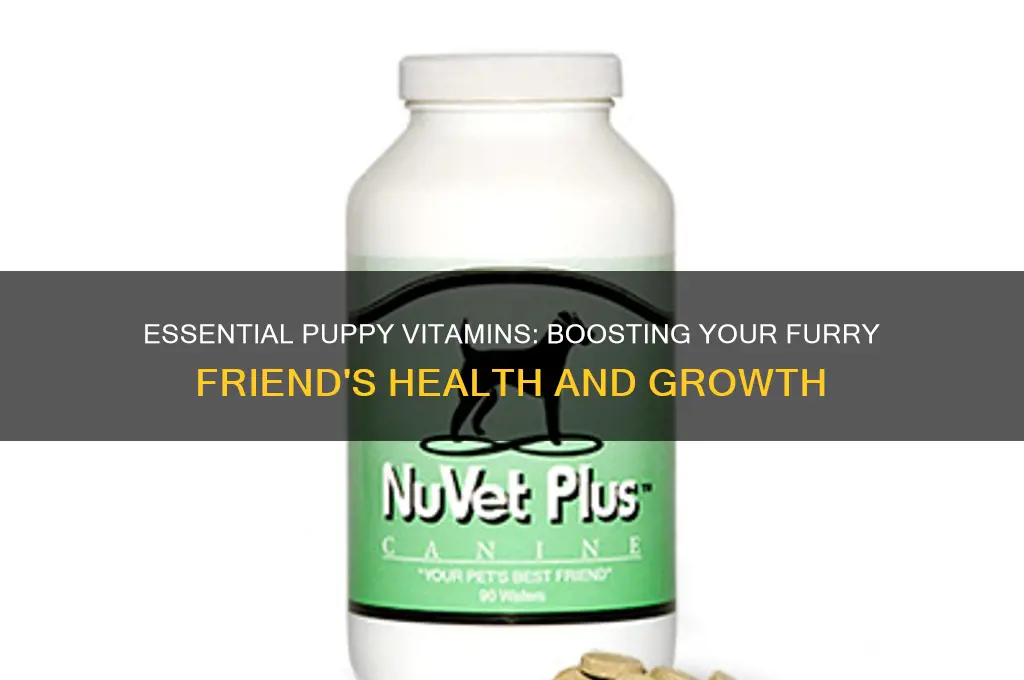 what are the best vitamins for puppies