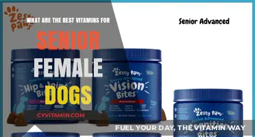 Essential Vitamins for Senior Female Dogs: Boosting Health and Vitality