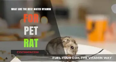 Top Water-Soluble Vitamins to Boost Your Pet Rat's Health