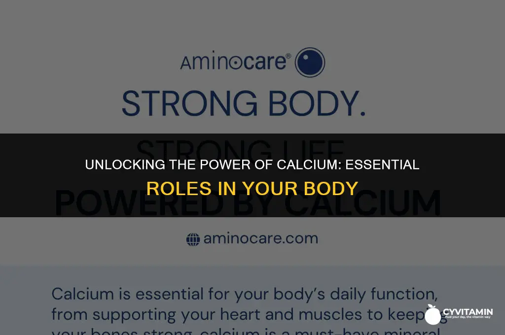 what are the roles of calcium in the body