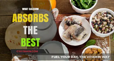 Best Absorbed Calcium Sources for Optimal Bone Health and Wellness