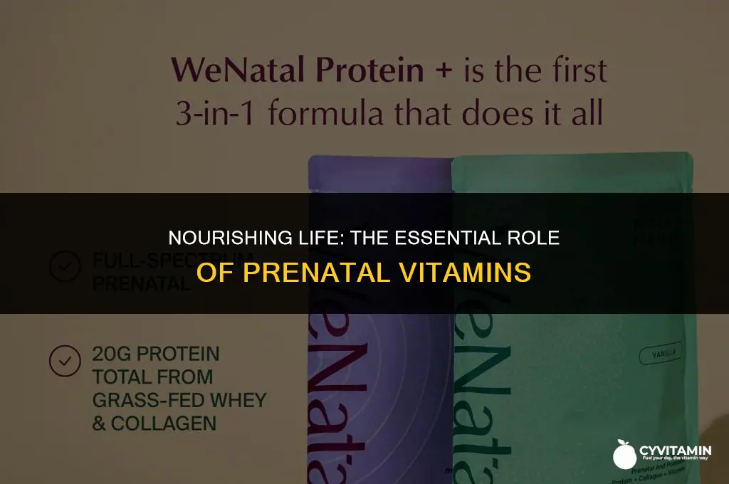 what do prenatal vitamins do for your body