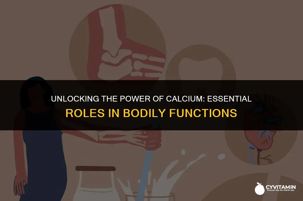 what does calcium do for the body
