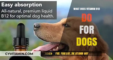 Unlocking the Benefits: How Vitamin B12 Boosts Your Dog's Health