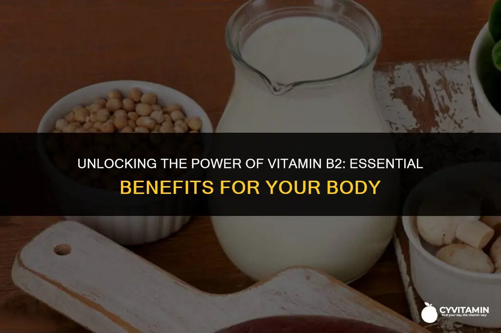 what does vitamin b2 do to your body