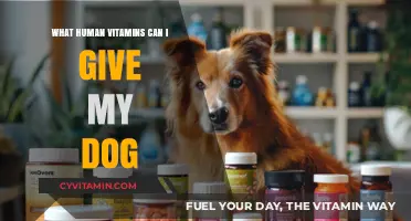 Safe and Healthy: A Guide to Human Vitamins for Dogs