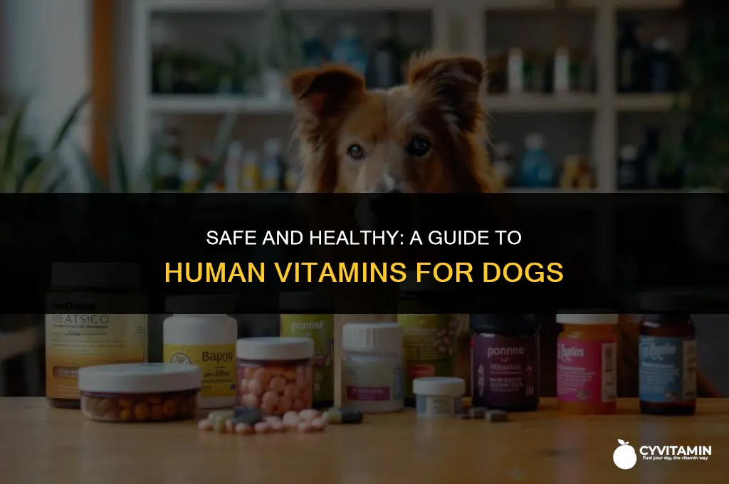 what human vitamins can i give my dog