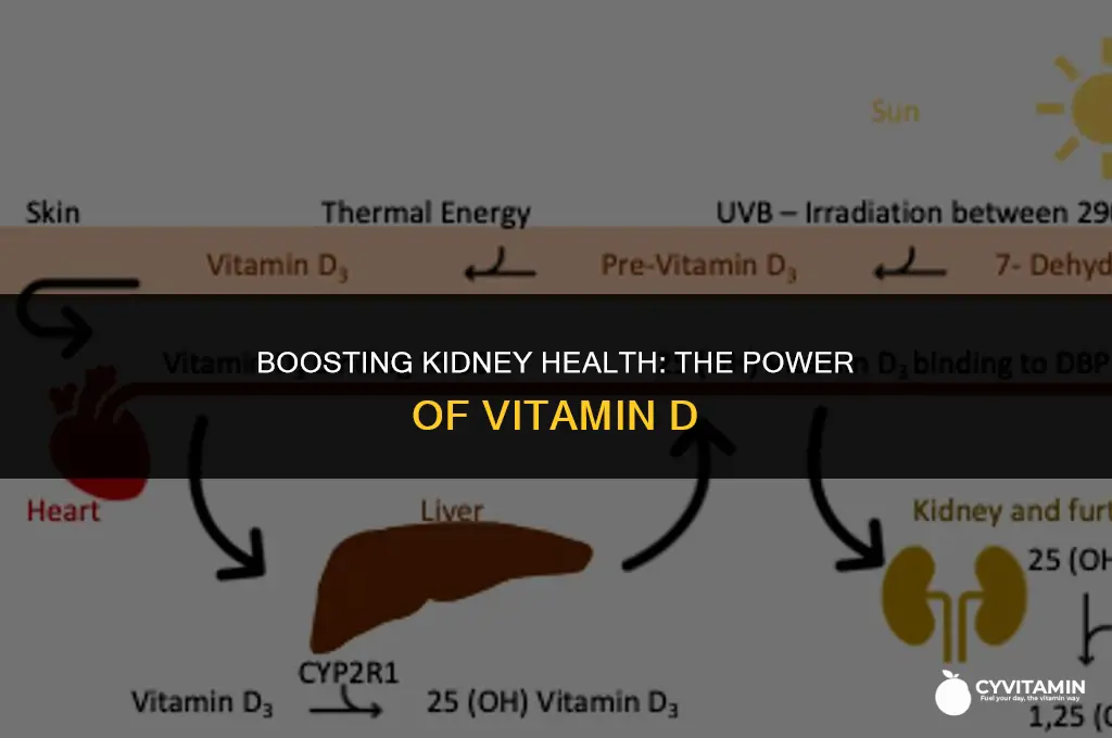 what is a good vitamin for kidney health