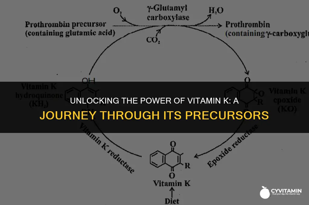 what is a vitamin k precursor