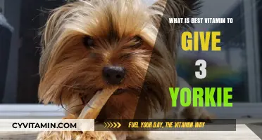 Top Vitamins for Your Yorkie's Health and Vitality
