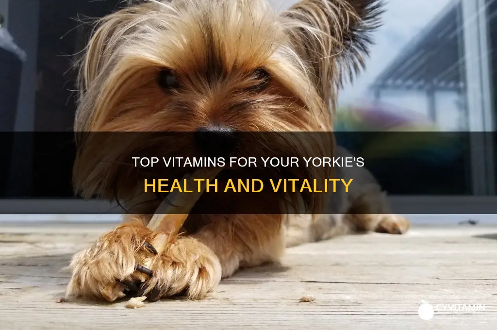 what is best vitamin to give 3 yorkie