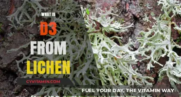 Exploring the Benefits of D3 from Lichen: A Comprehensive Guide