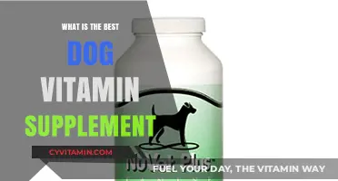 Top Dog Vitamin Supplements for Optimal Canine Health and Wellness