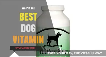 Top Dog Vitamins: Essential Nutrients for Your Pet's Health