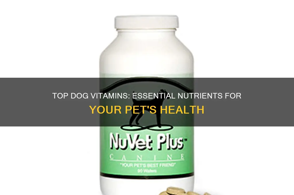 what is the best dog vitamin