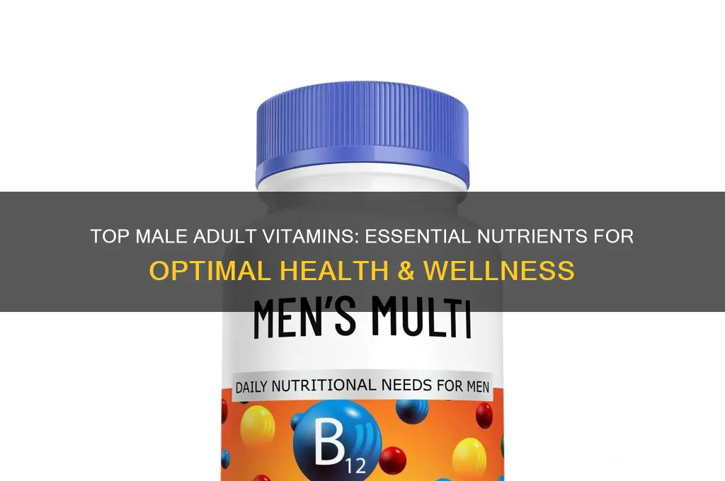 what is the best male adult vitamin