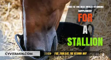 Top Stallion Multivitamins: Essential Supplements for Optimal Horse Health