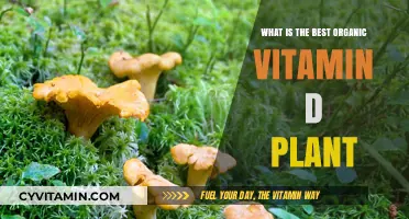 Top Organic Vitamin D Plant Sources for Optimal Health