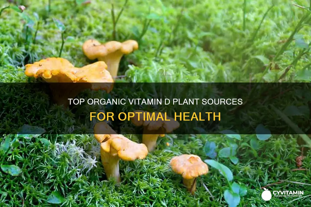 what is the best organic vitamin d plant