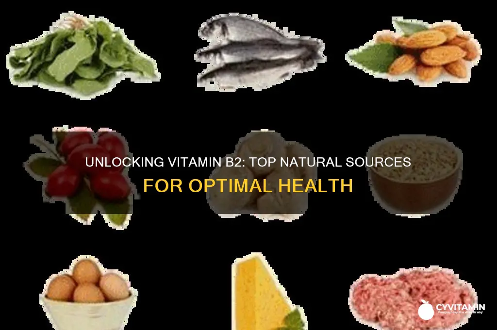what is the best source of vitamin b2
