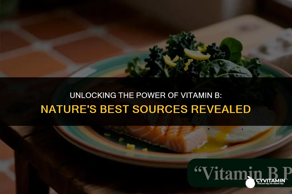 what is the best source of vitamin b