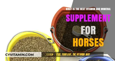 Essential Horse Health: Top Vitamin and Mineral Supplements for Equine Wellness