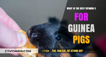 Top Vitamin C Supplements for Guinea Pigs: A Comprehensive Guide