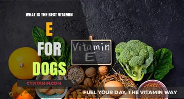 Boosting Canine Health: The Ultimate Guide to Vitamin E for Dogs