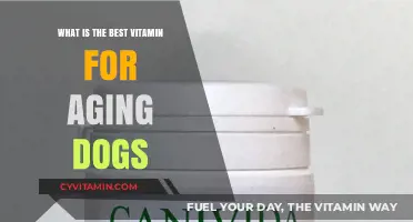 Nourishing Senior Canines: The Ultimate Guide to Anti-Aging Vitamins