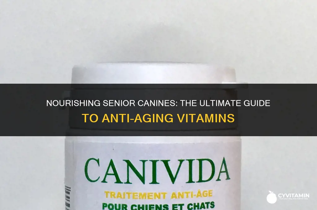 what is the best vitamin for aging dogs