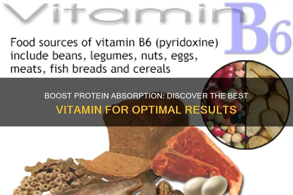 what is the best vitamin for protein