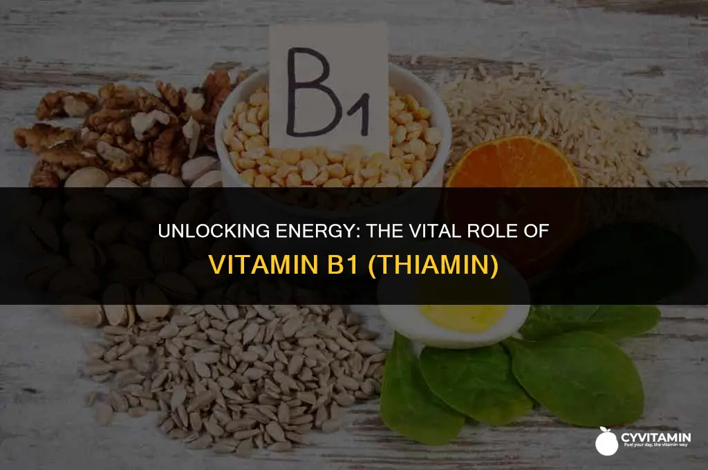 what is the function of vitamin b1 thiamin