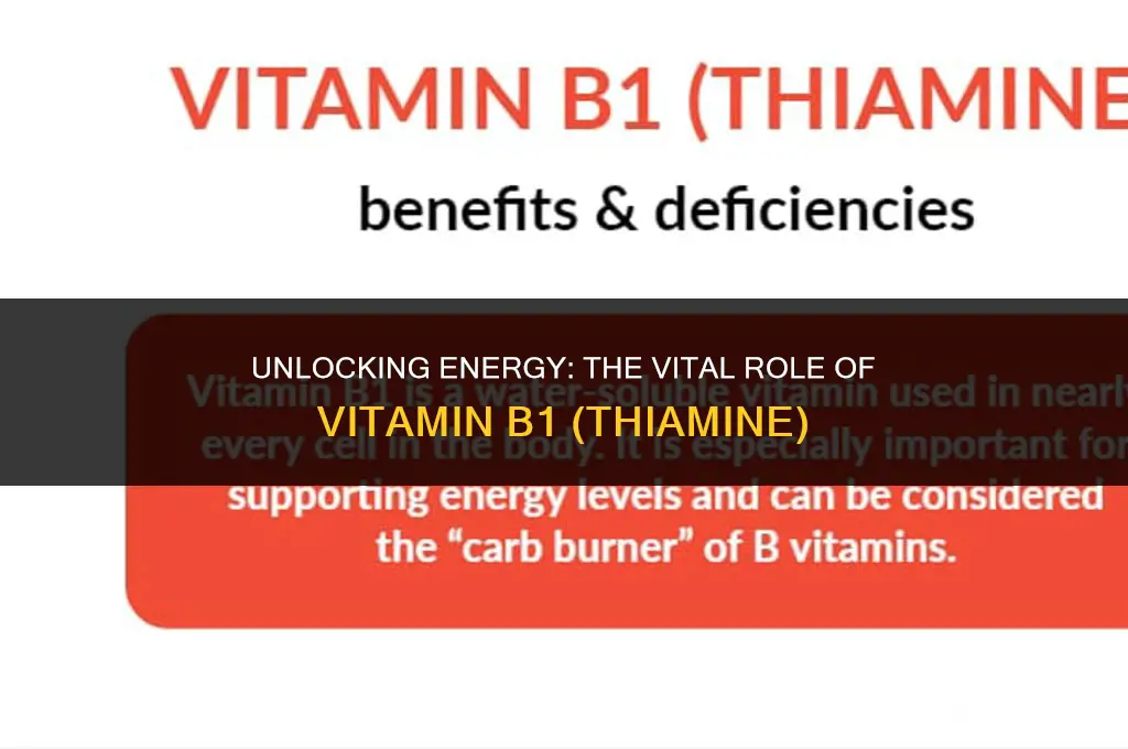 what is the function of vitamin b1 thiamine