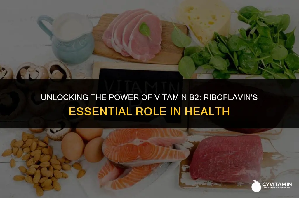 what is the function of vitamin b2 riboflavin