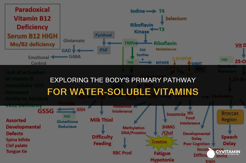what is the primary excretory route for water soluble vitamins