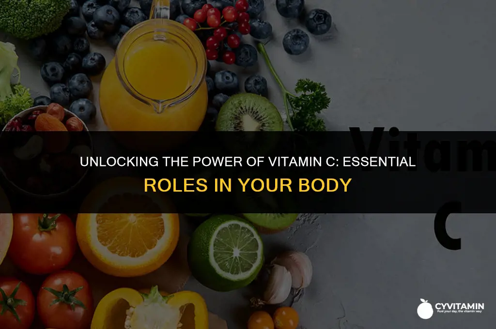 what is the role of vitamin c in the body