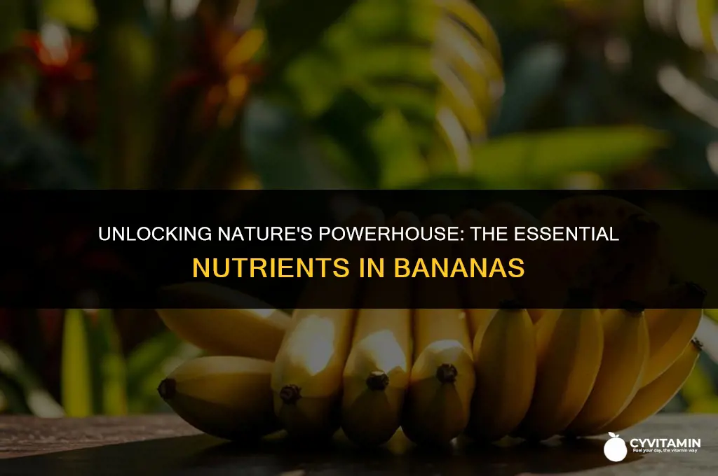what minerals and vitamins are in bananas
