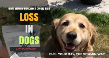 Uncovering the Link: Vitamin Deficiencies and Canine Hair Loss