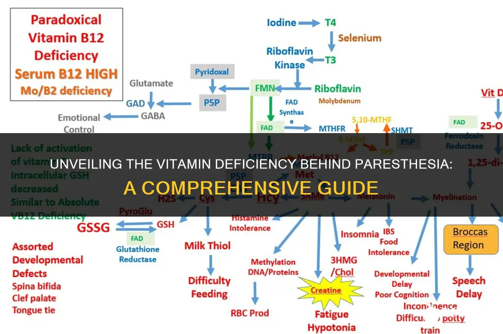 what vitamin deficiency leads to paresthesia