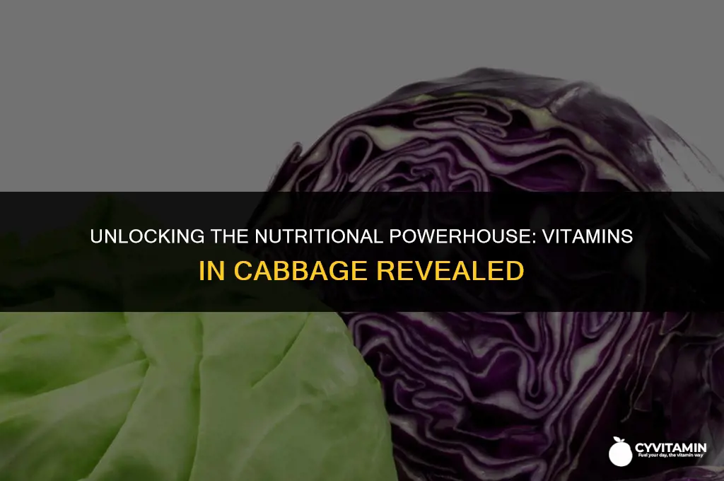 what vitamins does cabbage contain