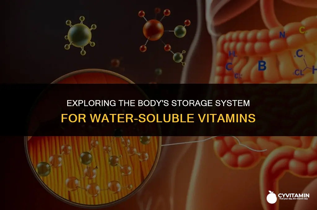 where are water soluble vitamins stored