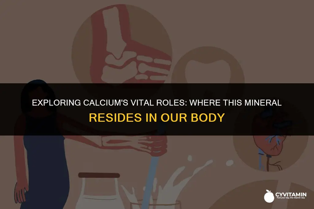 where is calcium found in the body