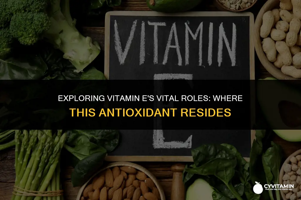 where is most of vitamin e found within the body