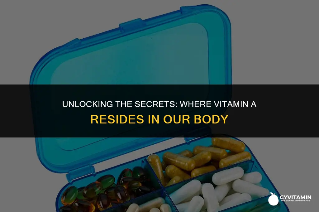 where is vitamin a stored in the body