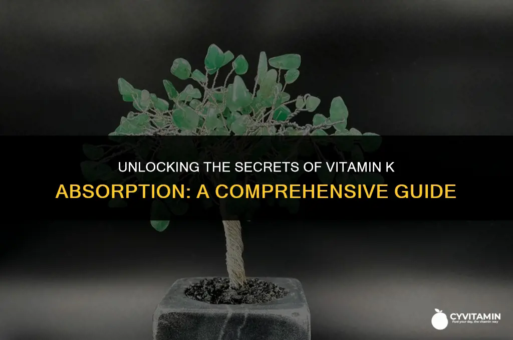 where is vitamin k absorbed