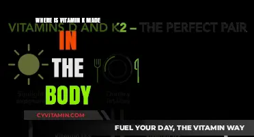 Unlocking the Mystery: Where Does Vitamin K Originate in Our Bodies?