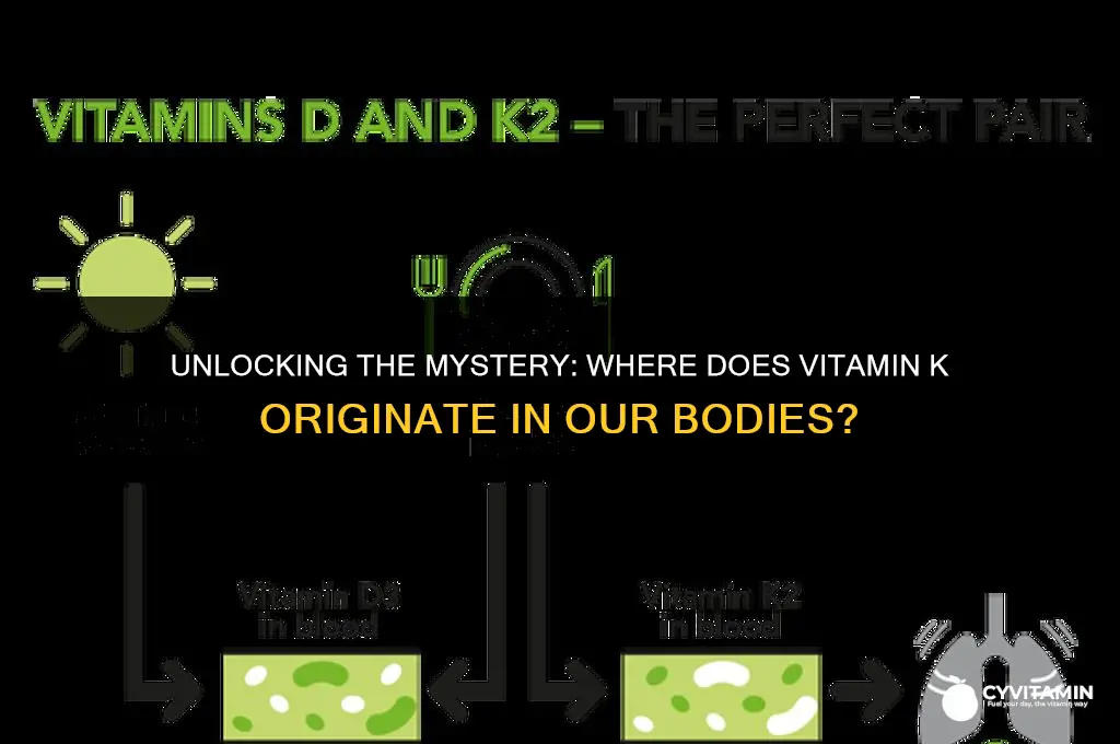 where is vitamin k made in the body