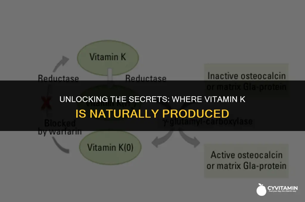 where is vitamin k made