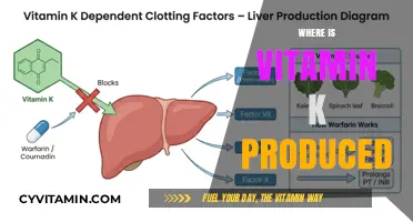 Unlocking the Secrets: Where Vitamin K Production Thrives